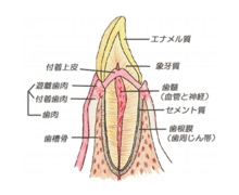 歯周病について