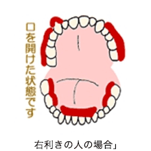 年齢別＜歯のお手入れ法＞～おとな編